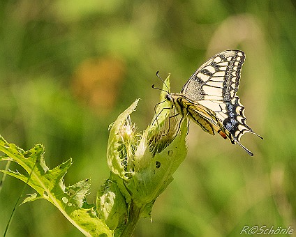 Schwalbenschwanz (Papilio machaon) Aufnahme: 03.08.2016