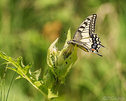Schwalbenschwanz (Papilio machaon) Aufnahme: 03.08.2016