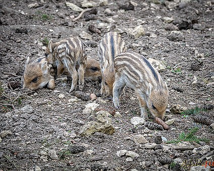 Wildschweine - Frischlinge Aufnahme: 23.04.2019 in Meßstetten