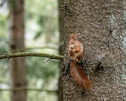 Eichhörnchen Aufnahme: 23.04.2019 in Meßstetten