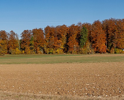 Herbstwald bei Steinhilben im Herbst 2016, Aufnahme: 31.10.2016