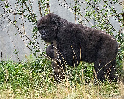 Gorilla im Freigehege Aufnahme: 08.10.2016