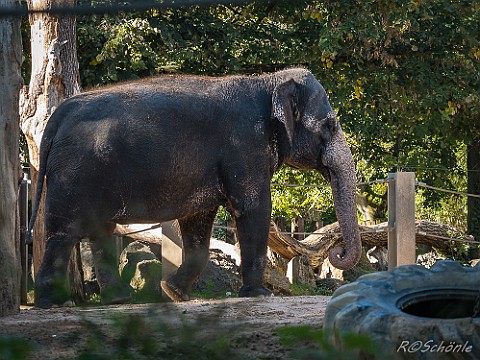 Asiatischer Elefant Aufnahme: 14.10.2017