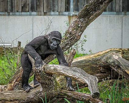 Gorilla im Freigehege Aufnahme: 07.09.2019