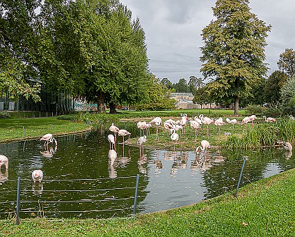 Flamingos in der Wilhelma Aufnahme: 07.09.2019