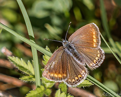 Himmelblauer Bläuling (Polyommatus bellargus) (Weibchen) - Aufnahme: 09.08.2014