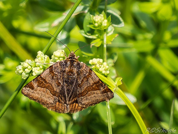 Eulenfalter (Noctuidae) 2015 aufgenommen auf der Schwäbischen Alb bei Trochtelfingen - Steinhilben. Schmetterling - Nachtfalter - Familie der...