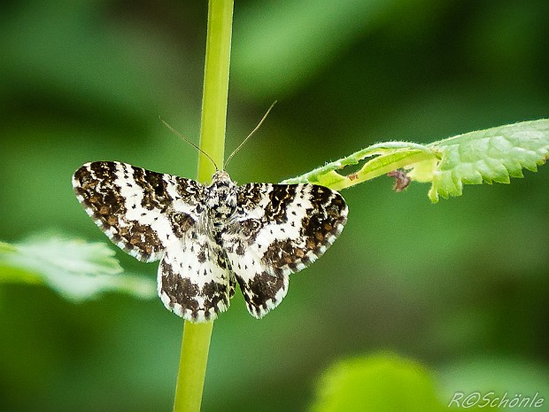 Spanner (Geometridae) 2015 aufgenommen auf der Schwäbischen Alb bei Trochtelfingen - Steinhilben. Schmetterling - Nachtfalter - Familie der...