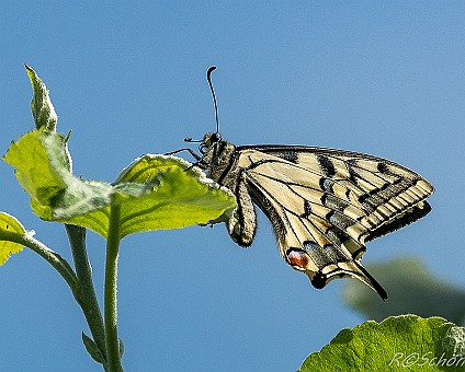 Schwalbenschwanz (Papilio machaon Aufnahme: 29.05.2017