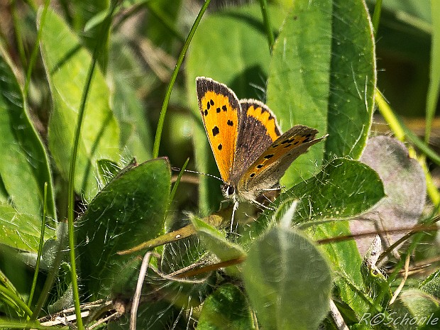 Bläulinge (Lycaenidae) 2017 aufgenommen auf der Schwäbischen Alb bei Trochtelfingen - Steinhilben. Schmetterling - Tagfalter - Familie der...