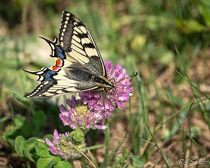 Schwalbenschwanz (Papilio machaon) Aufnahme: 06.05.2018