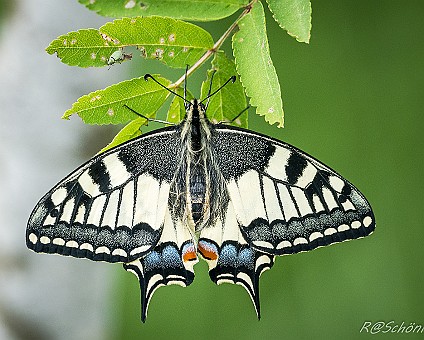 Schwalbenschwanz (Papilio machaon) Aufnahme: 25.05.2018