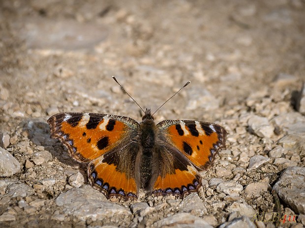 Falter 2019 Schmetterlinge auf der Schwäbischen Alb im Jahr 2019 aufgenommen. Butterflies on the Swabian Alb taken in 2019.