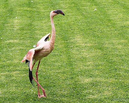 Flamingo im Loro-Park