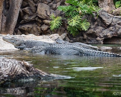 Krokodile im Loro-Park