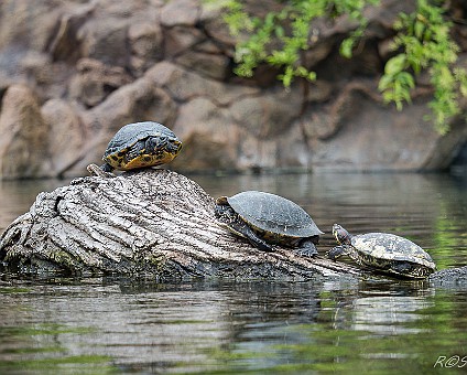Schildkröten im Loro-Park