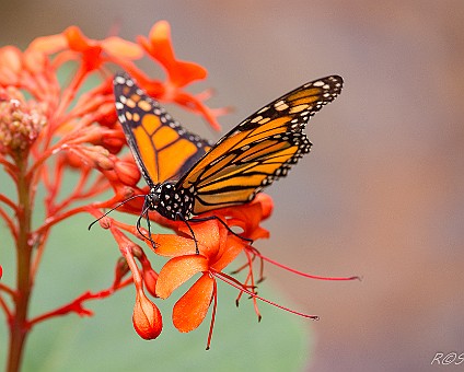 Amerikanischer Monarch (Danaus plexippus) Verbreitungsgebiet: Nordamerika