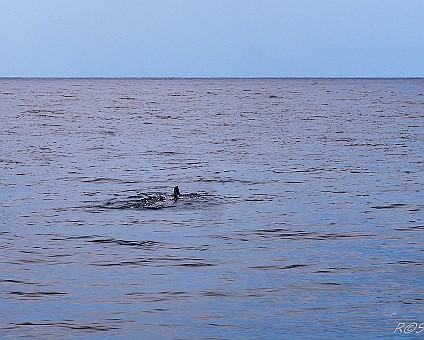 Whale Watching (16) Delfin mit Jungtier