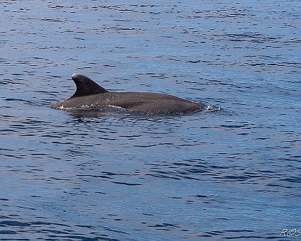 Whale Watching (18) Delfin