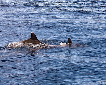 Whale Watching (19) Delfin mit Jungtier - im Hintergrund La Gomera