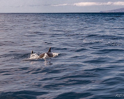 Whale Watching (20) Delfin mit Jungtier