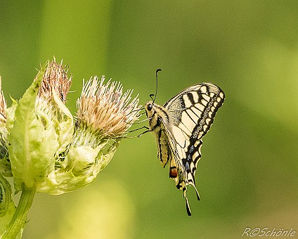 Schwalbenschwanz (Papilio machaon) Aufnahme: 03.08.2016 - Federsee