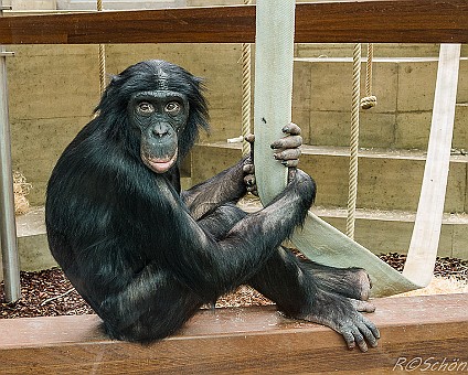 Bonobo Aufnahme: 27.06.2013