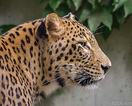 Leopard Aufnahme: 11.09.2014