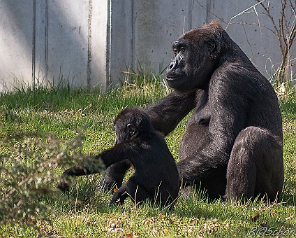 Gorilla mit Jungtier Aufnahme: 31.03.2016