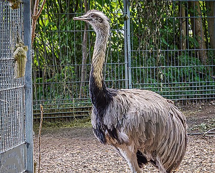 Emu Aufnahme:24.06..2023