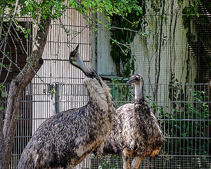 Emu Aufnahme:24.06..2023