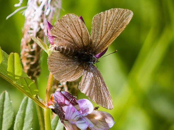 Bläulinge (Lycaenidae) 2015 aufgenommen auf der Schwäbischen Alb bei Trochtelfingen - Steinhilben. Schmetterling - Tagfalter - Familie der...