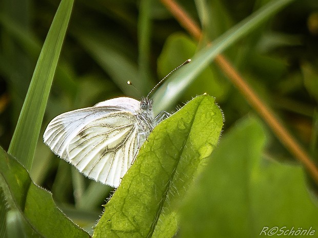 Weißlinge (Pieridae) 2014 aufgenommen auf der Schwäbischen Alb bei Trochtelfingen - Steinhilben. Schmetterling - Tagfalter - Familie der...