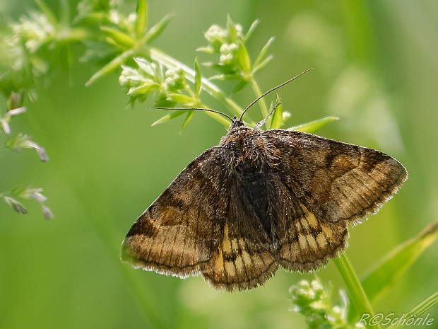 Eulenfalter (Noctuidae) 2016 aufgenommen auf der Schwäbischen Alb bei Trochtelfingen - Steinhilben. Schmetterling - Nachtfalter - Familie der...