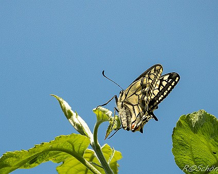 Schwalbenschwanz (Papilio machaon Aufnahme: 29.05.2017 (Weibchen)