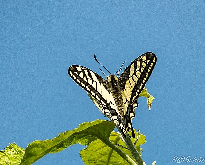 Schwalbenschwanz (Papilio machaon Aufnahme: 29.05.2017
