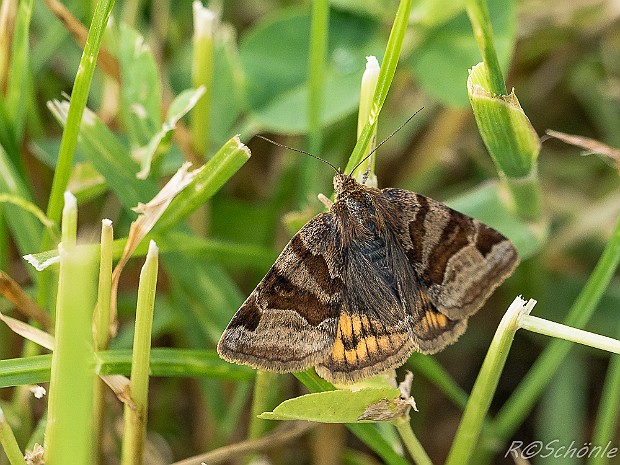 Eulenfalter (Noctuidae) 2017 aufgenommen auf der Schwäbischen Alb bei Trochtelfingen - Steinhilben. Schmetterling - Nachtfalter - Familie der...