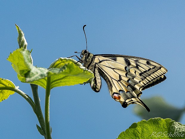 Ritterfalter (Papilionidae) 2017 aufgenommen auf der Schwäbischen Alb bei Trochtelfingen - Steinhilben. Schmetterling - Tagfalter - Familie der...