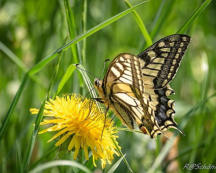 Schwalbenschwanz (Papilio machaon) Aufnahme: 08.05.2018
