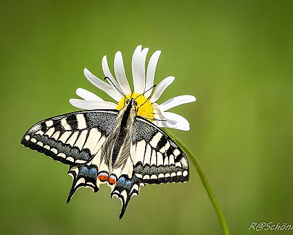 Schwalbenschwanz (Papilio machaon) Aufnahme: 25.05.2018
