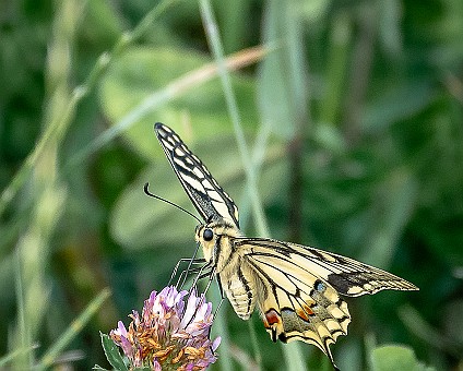 Schwalbenschwanz (Papilio machaon) Aufnahme: 19.08.2018