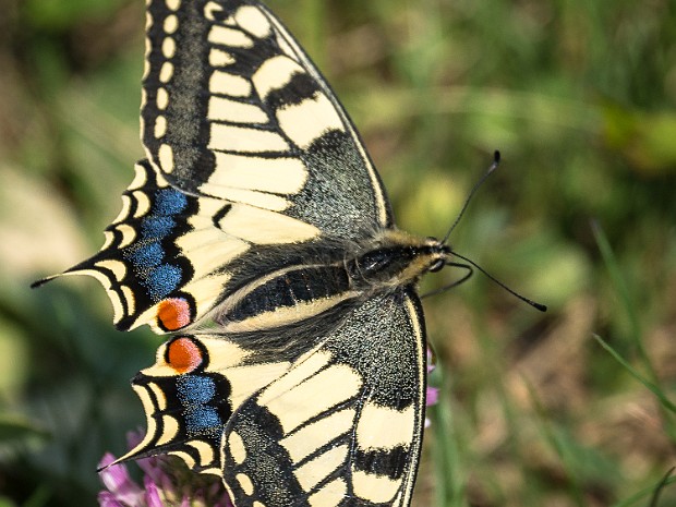 Ritterfalter (Papilionidae) Schwalbenschwänze auf der Schwäbischen Alb rund um Trochtelfingen aufgenommen.