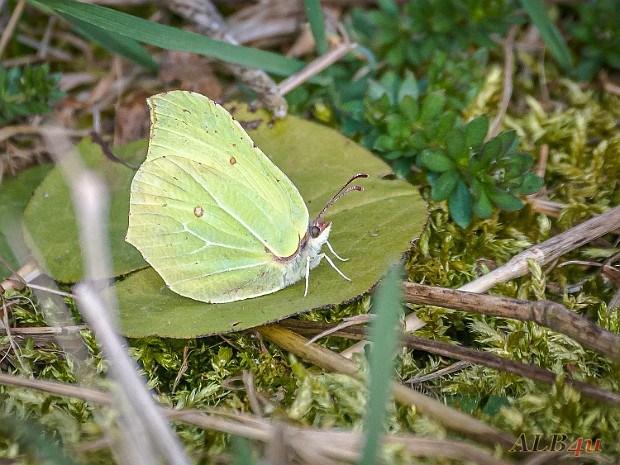 Falter 2020 Schmetterlinge aufgenommen auf der Schwäbischen Alb rund um Trochtelfingen (Hohenz). Die Artenvielfalt nimmt auch hier...