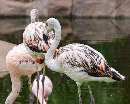Flamingo's im Loro-Park