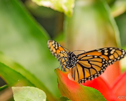 Amerikanischer Monarch (Danaus plexippus) Verbreitungsgebiet: Nordamerika