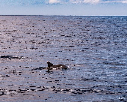 Whale Watching (17) Delfin mit Jungtier