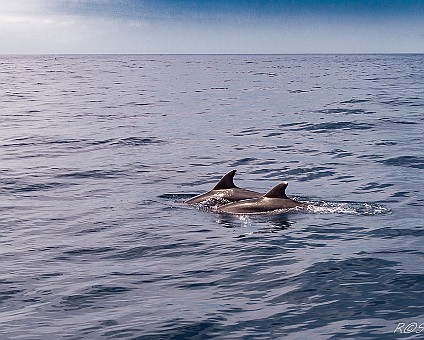 Whale Watching (21) Delfine